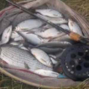 bobs_blog_j09_net_roach.jpg_cap