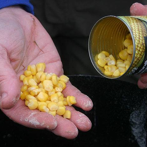 dg_spodding_corn.jpg_cap