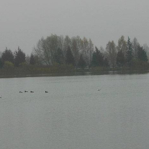 dg_winter_tips_birdlife.jpg_cap