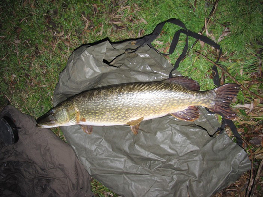 14556_nev-fickling-pike-thaw.jpg_cap