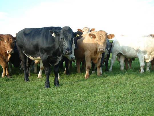 22649_nev-fickling-jul12-zander.jpg_cap