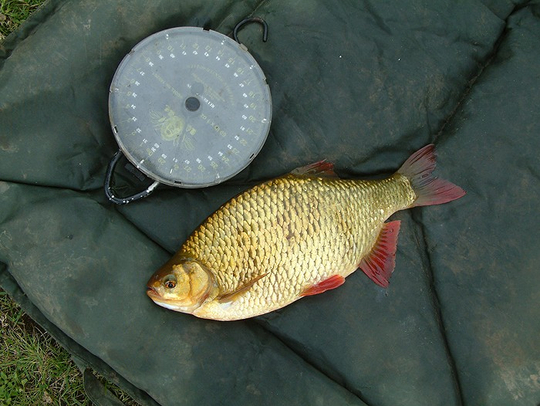 26721_nev-fickling-jul12-rudd-2.jpg_cap