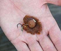 ms_ashmead_oct08_paste2.jpg_cap