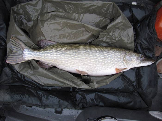 nev_chew_feb2010_mat.jpg_cap